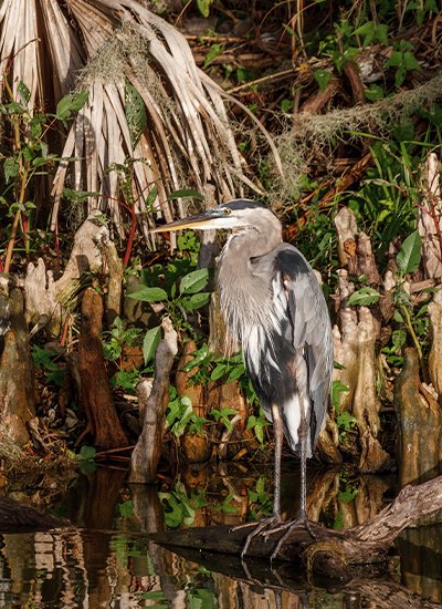 Sundarbans Mangrove Safari