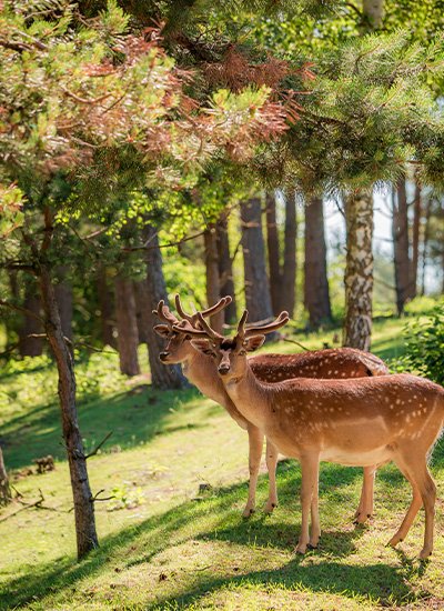 Wildlife & Nature Escape