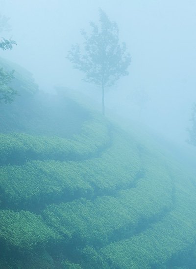 Misty Hills of Munnar